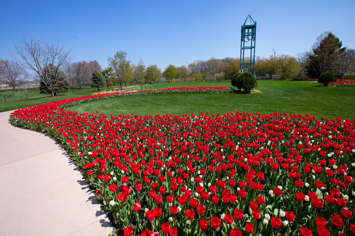 Tulips bloom at Reiman Gardens on April 22, 2021.  (Christopher Gannon/Iowa State University)