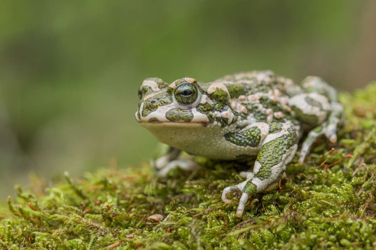 Green toad Bufotes viridis